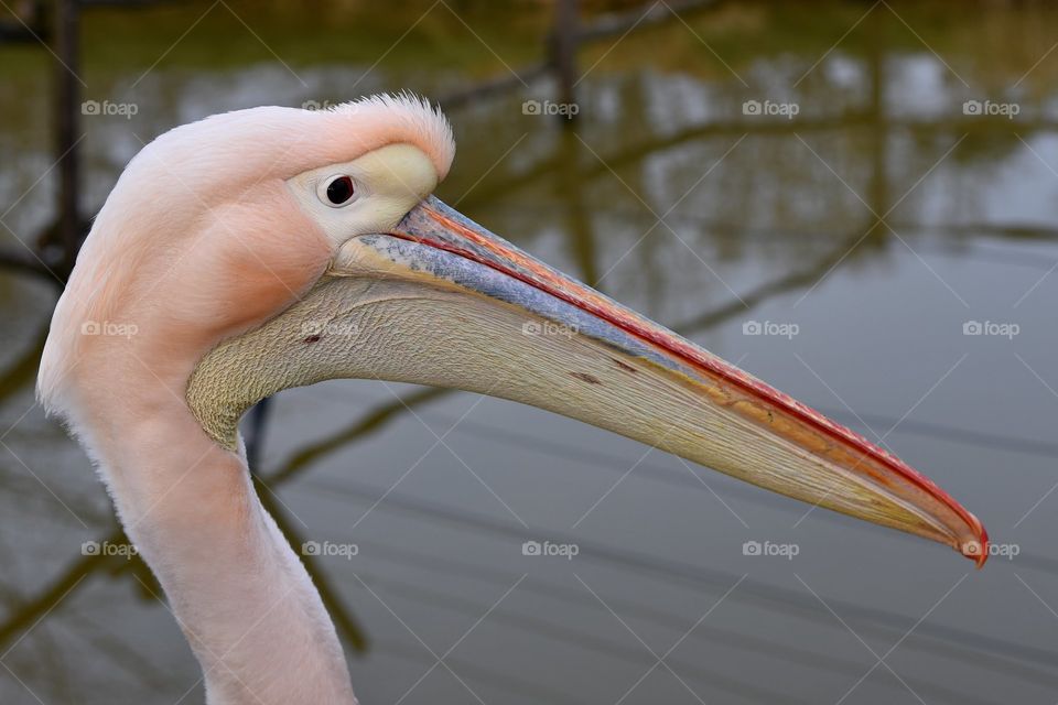 Pelican