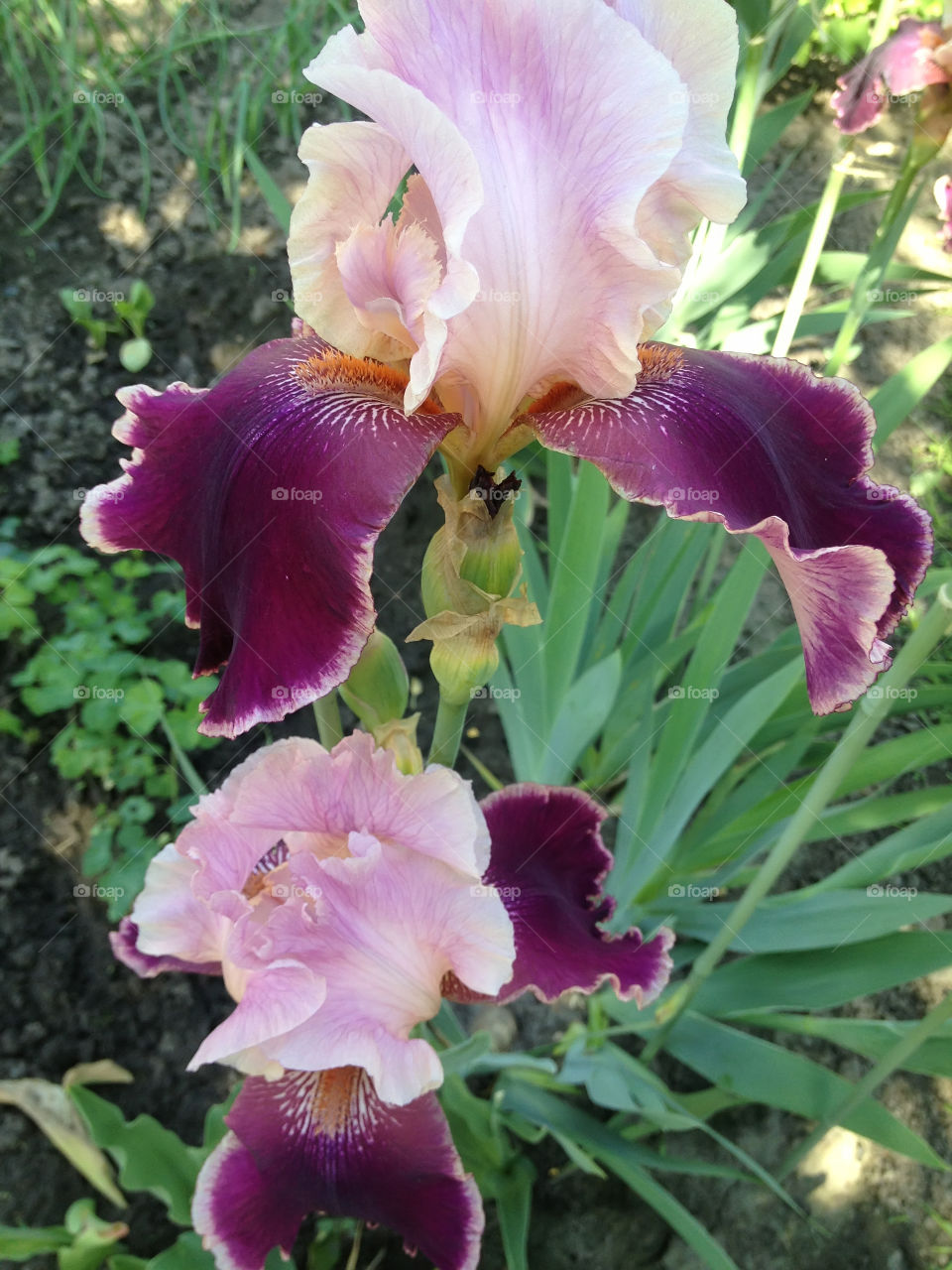 irises bloom in the garden