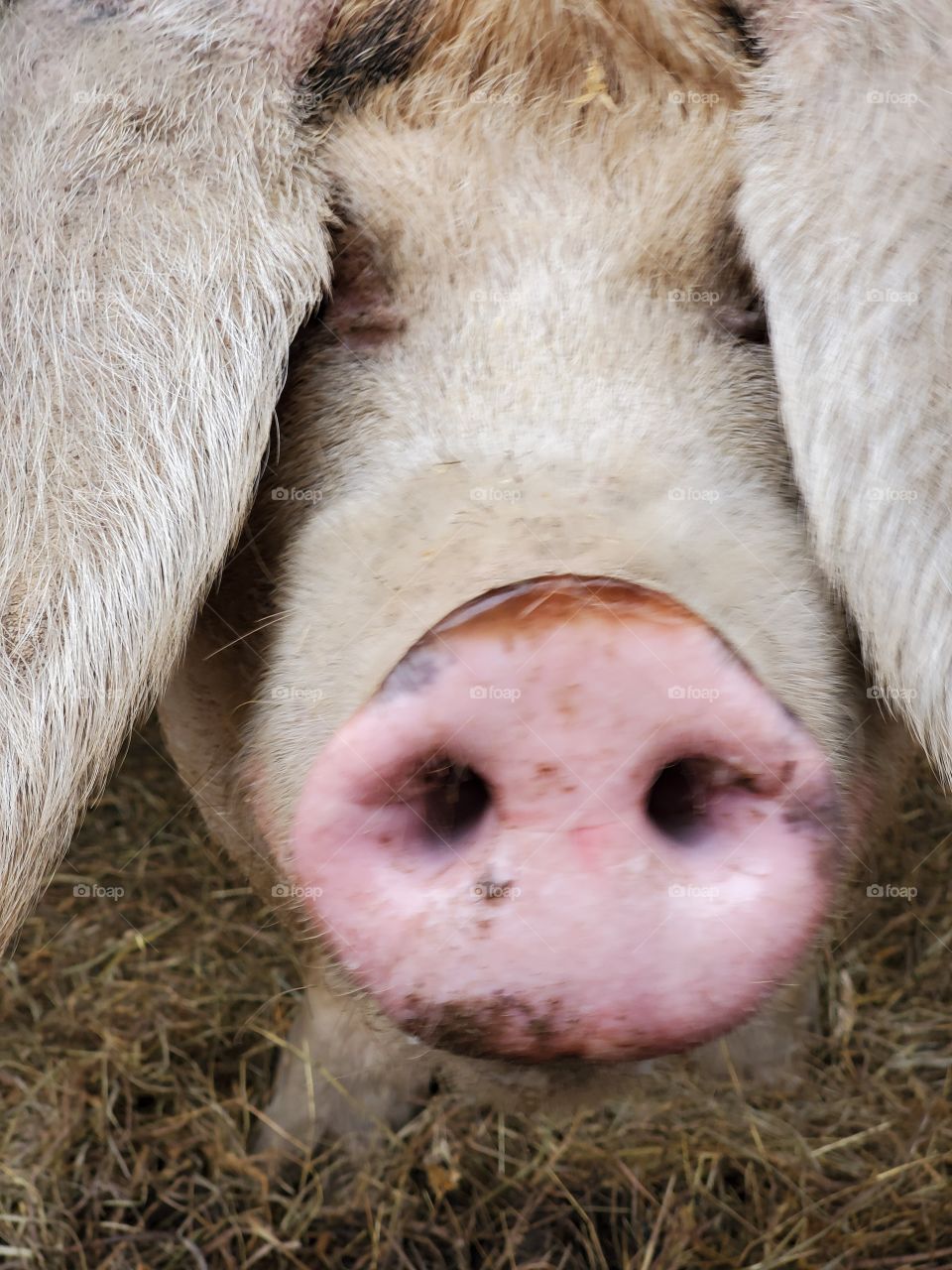 Pink Pig Snout
