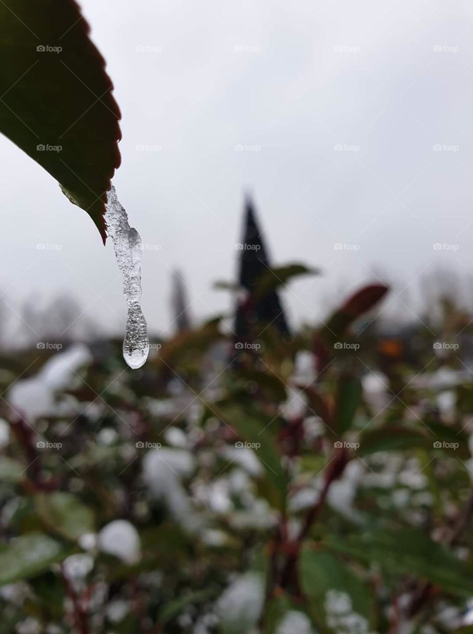 frozen drop