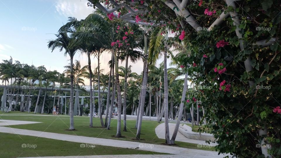 Palms in Miami square