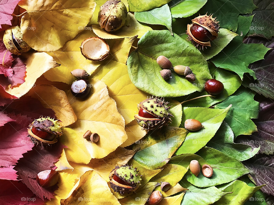 Autumn leaves and chestnuts