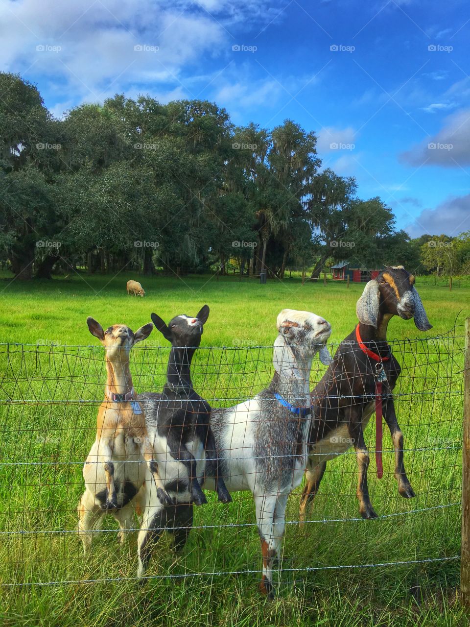 Goats on a farm 