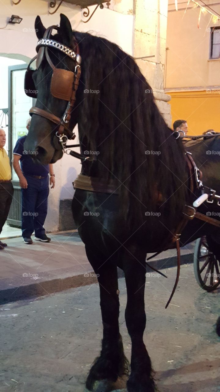 horse raddusa catania