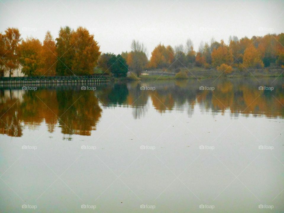 Reflection, Lake, Water, River, Tree