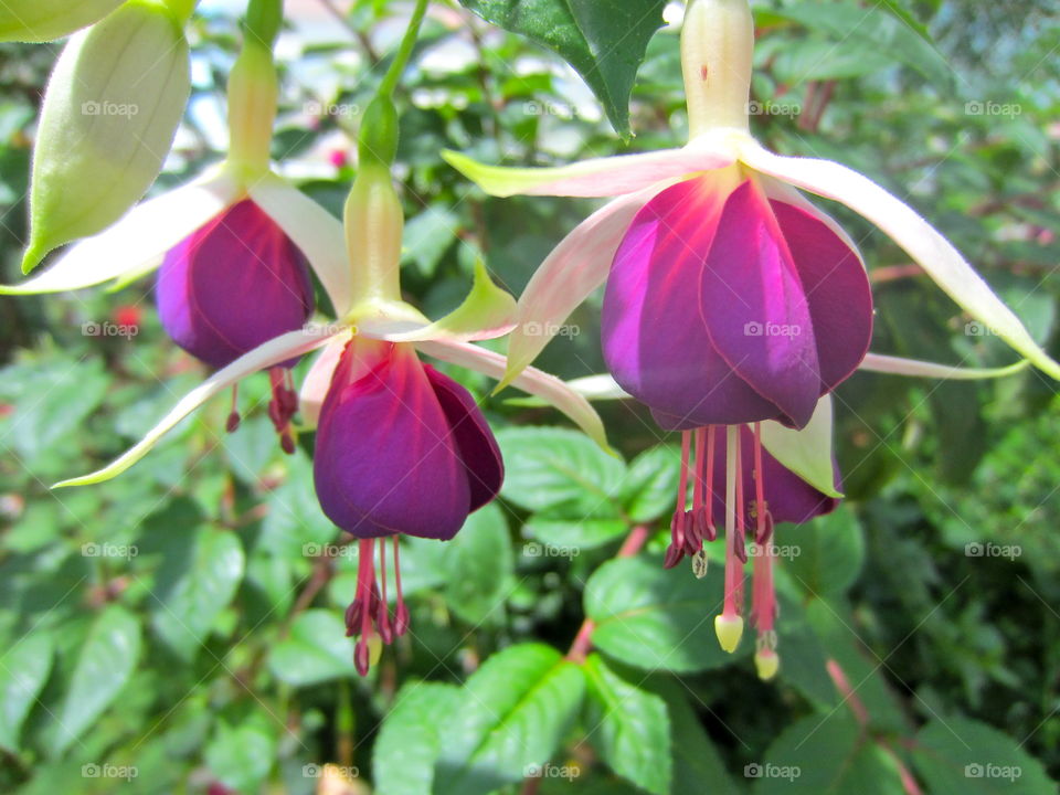 Hanging flowers