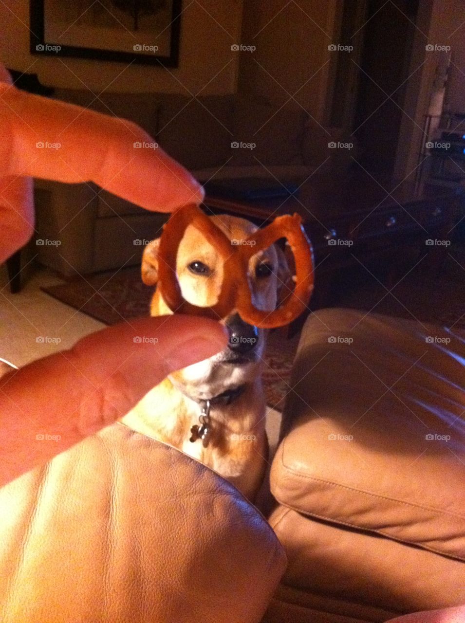 Funny pic looking at dog through pretzel.