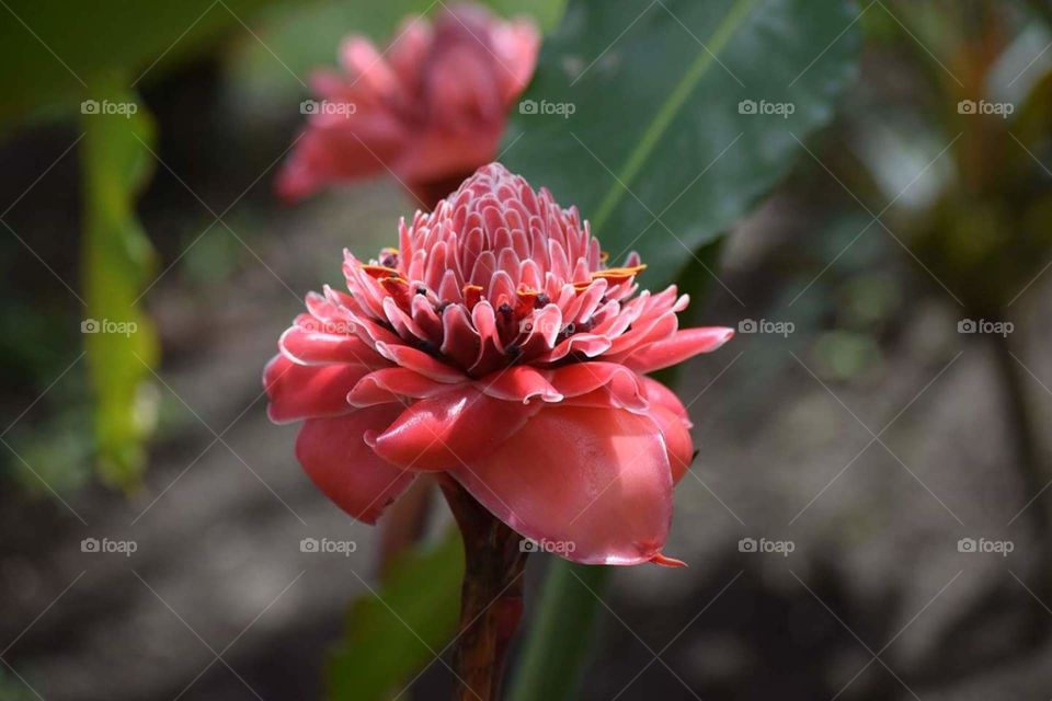 Tropical Flower in Costa Rica