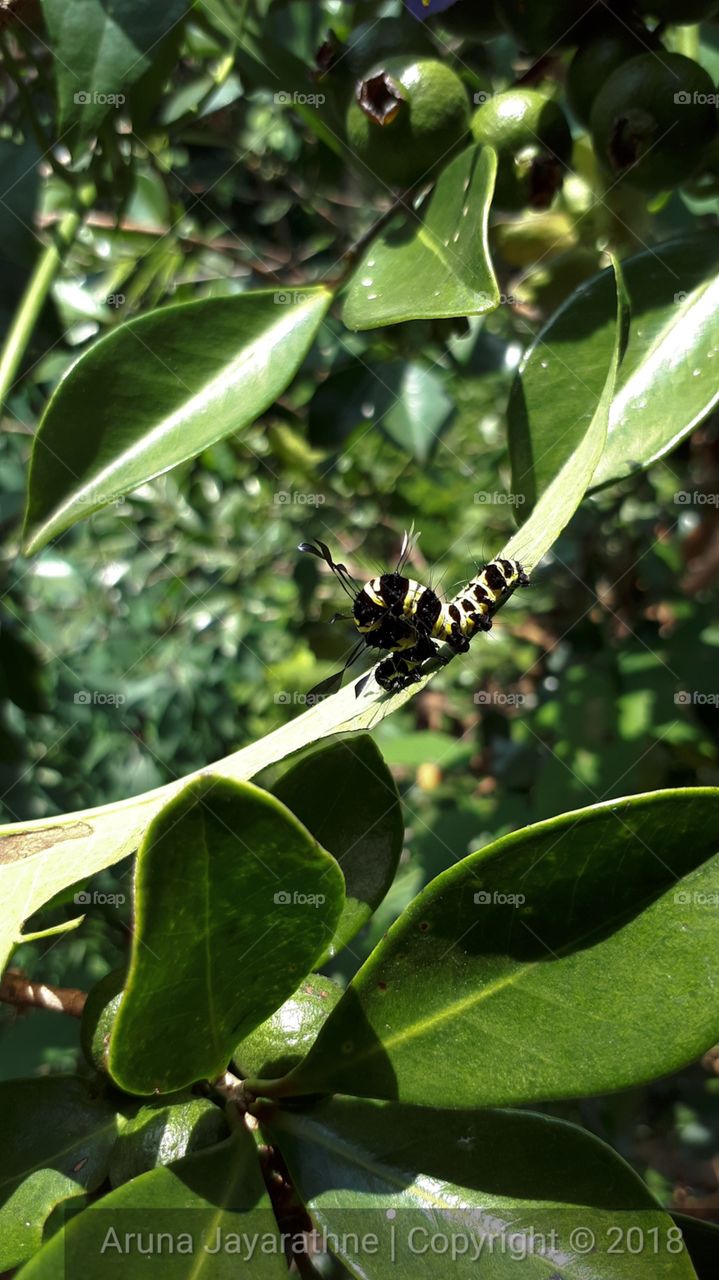 Vegetarian (Caterpillar)