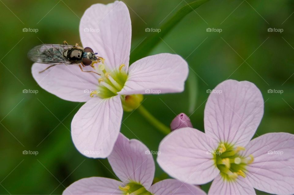 Fly On Flower