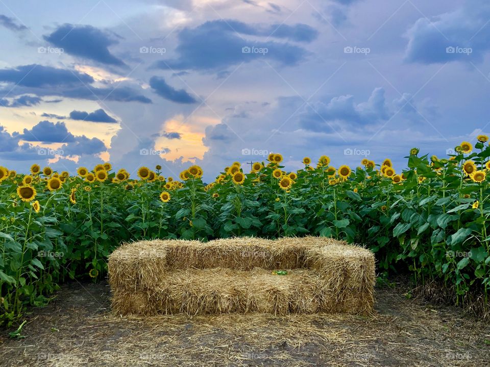 Hay bale sofa in middle of sunflower field