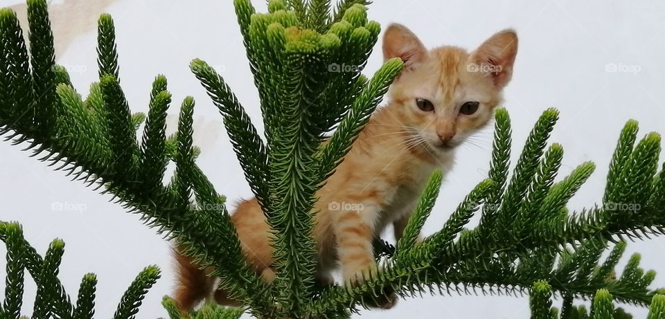 The sweet little kitten is climbing on the top of the tree. He climb alone but he cannot go down alone.