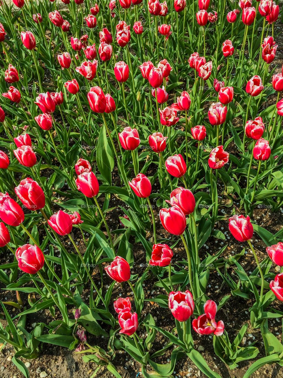Garden of red tulips 
