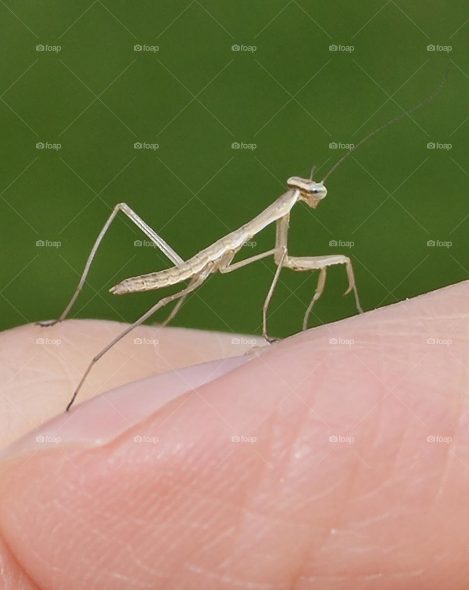 Newly hatched praying mantis on my fingernail 