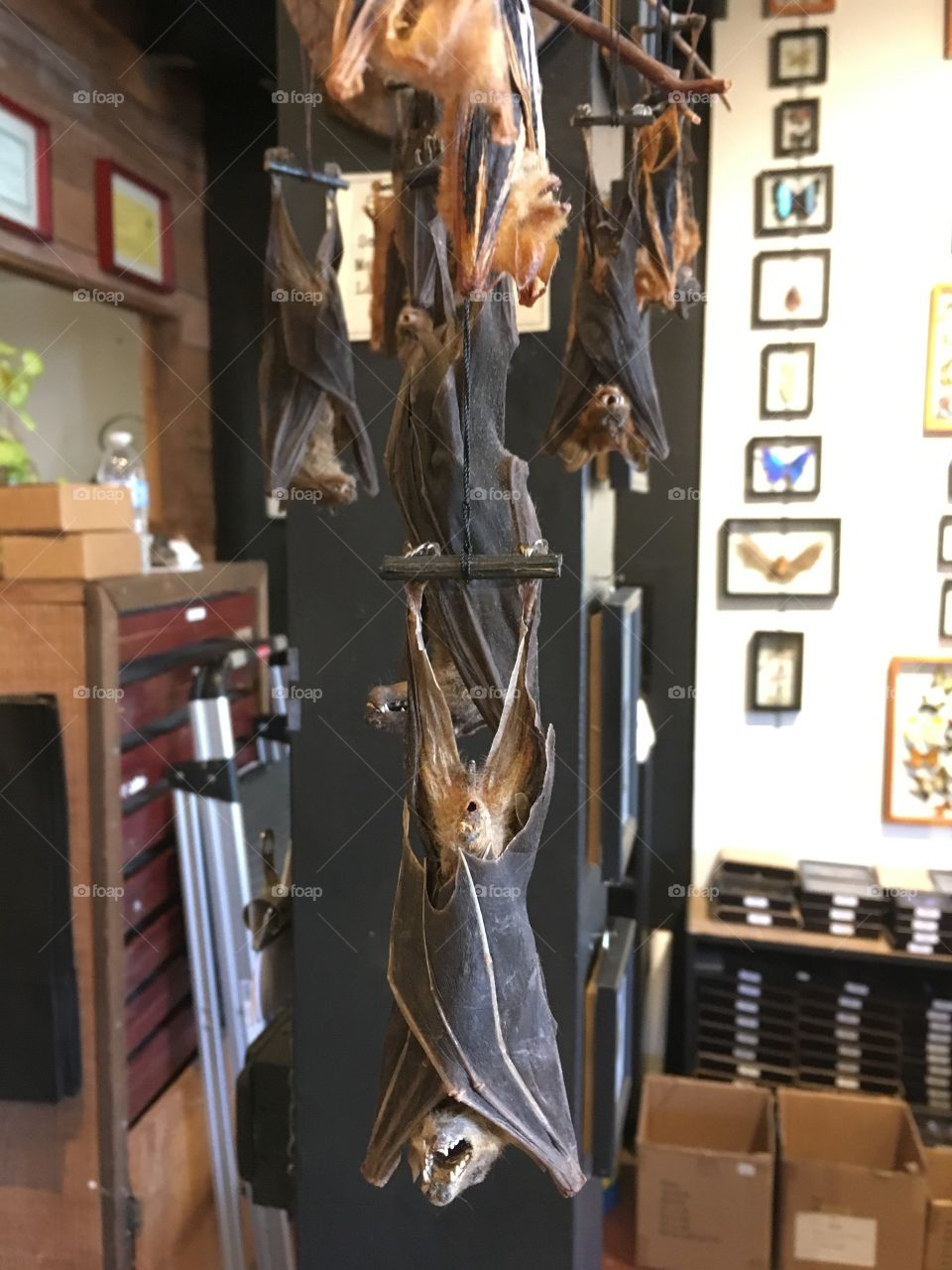 Taxidermy bats in an oddity shop