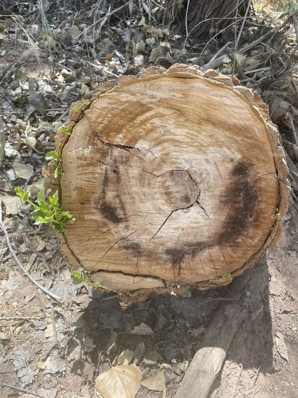 New life beginning!!!