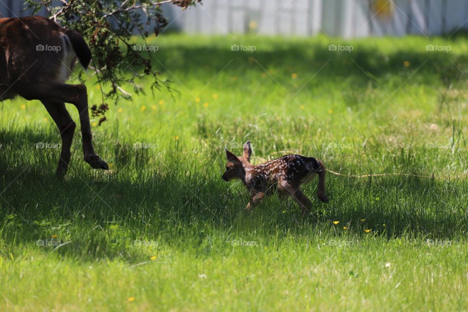 Baby fawn hopping after its mom 