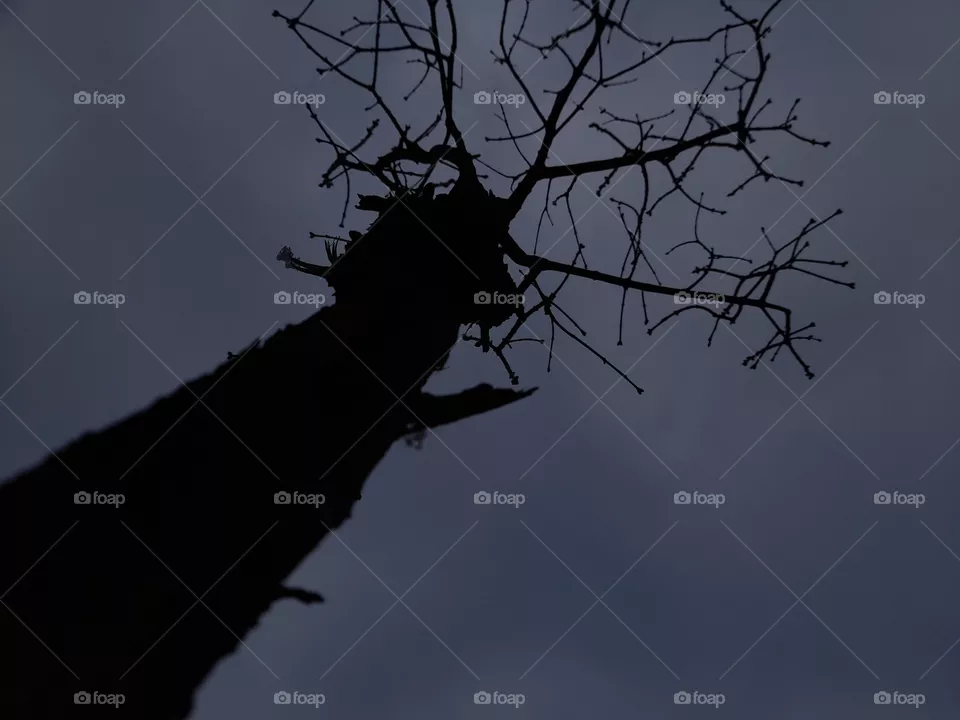 tree