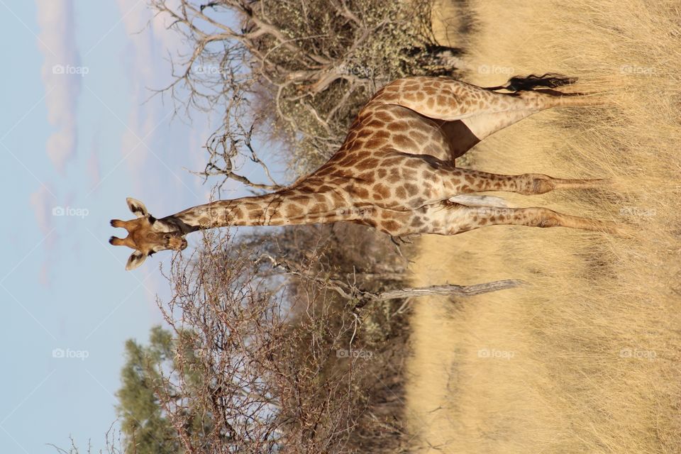 Managed to sneak around and grab a pic of this giraffe before he ran off. Taken in the Kalahari desert 🌵 in South Africa 🇿🇦 