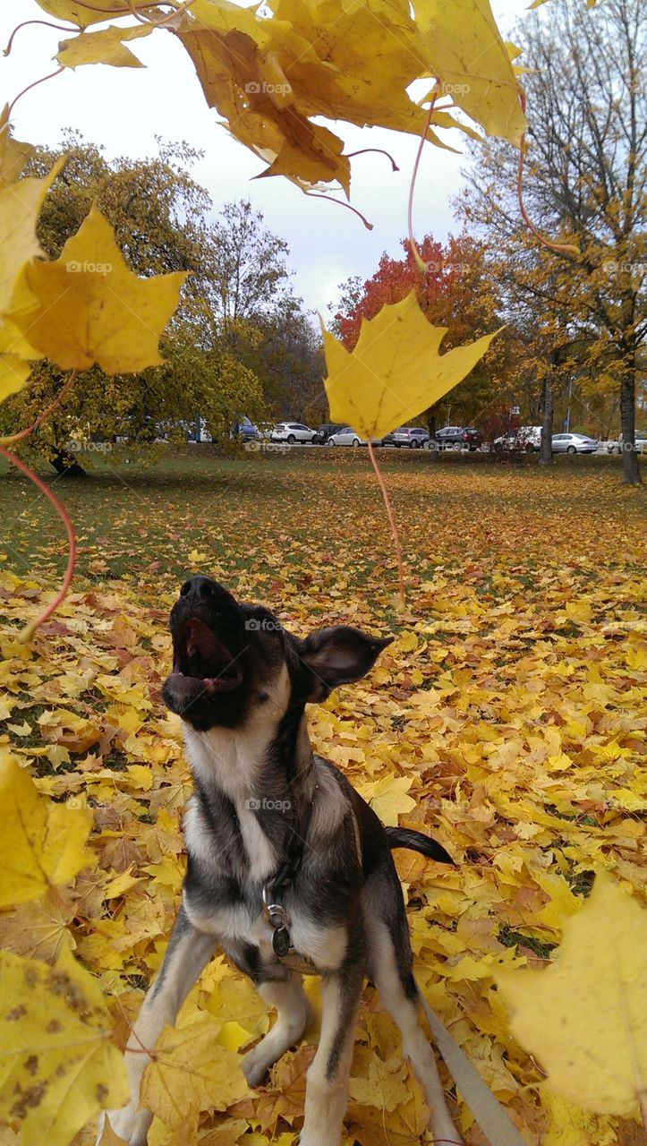 Puppy playing with leaf