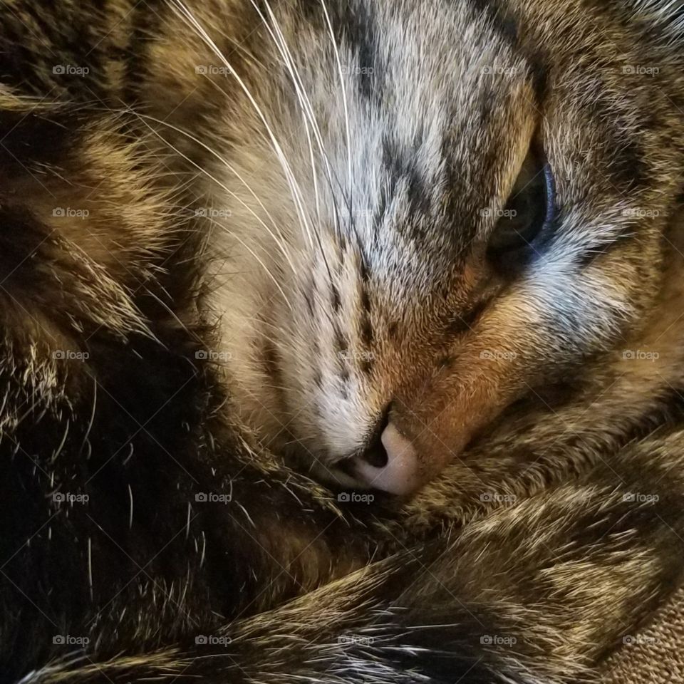 Adorable sleeping fur baby