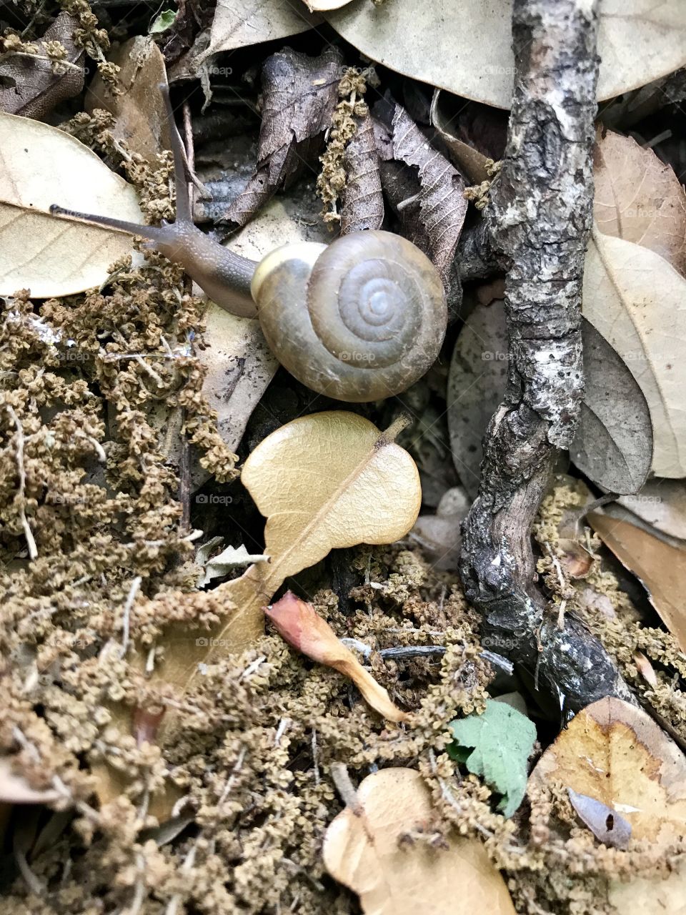 Snail near cave at Enchanted Rock, Fredericksburg, Tx.