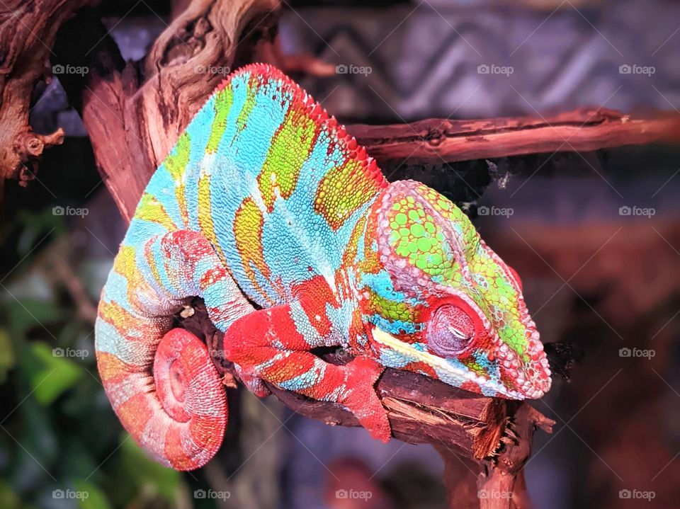 colorful chameleon