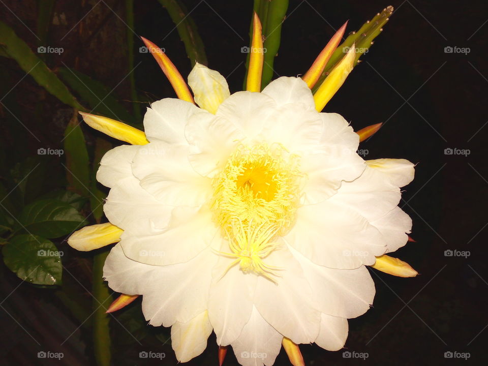 blooming in just one night @ dragon fruit