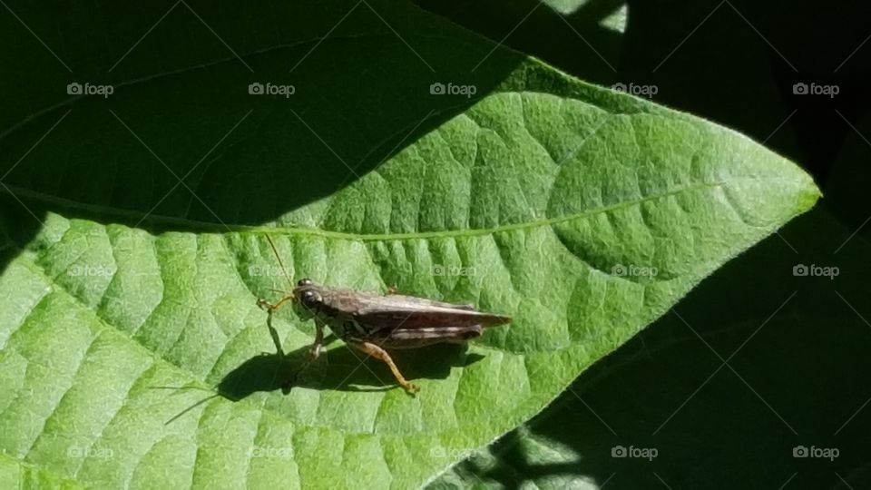 Grasshopper in the Garden