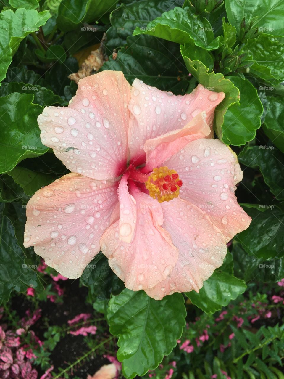 Rain on a pink flower