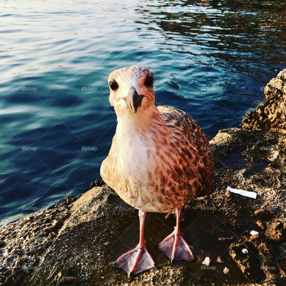 Seagull friend 