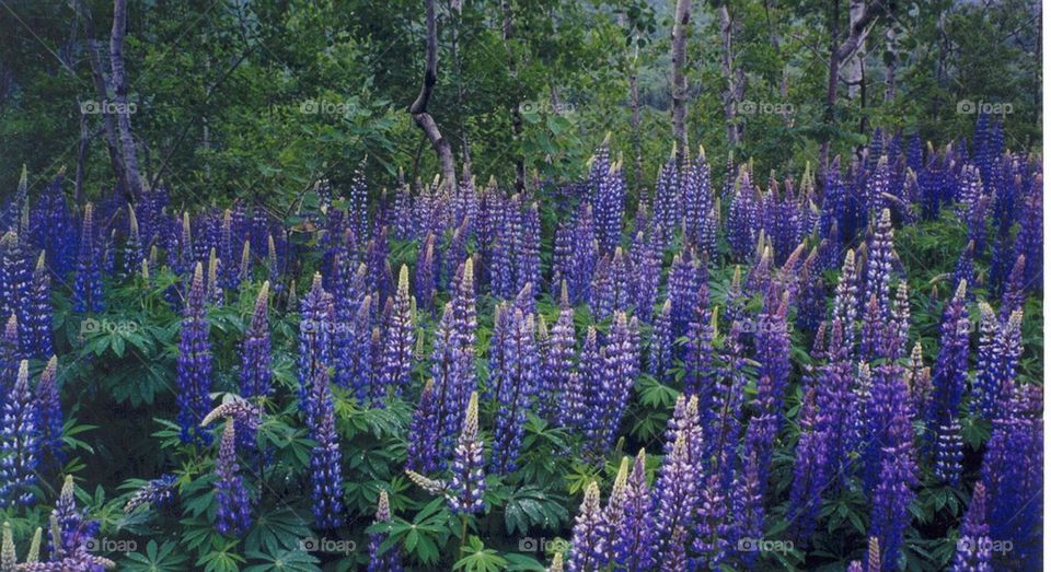 Wild Lupine in Maine