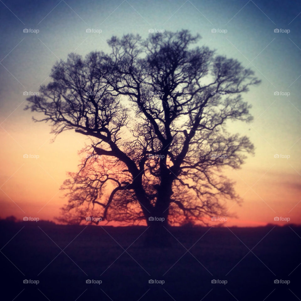 Sunset tree