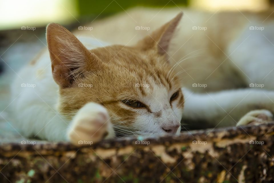 Gato descansa 