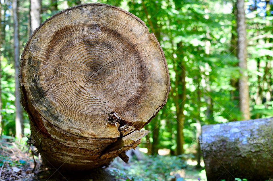 Trunk cut in the woods