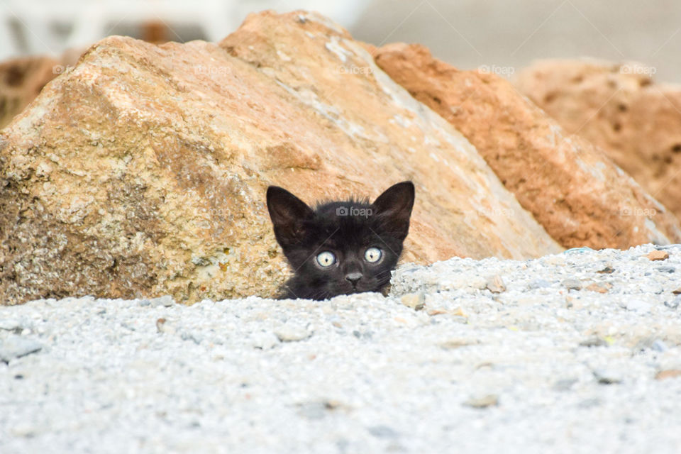 Kitten Hiding Behind Rocks