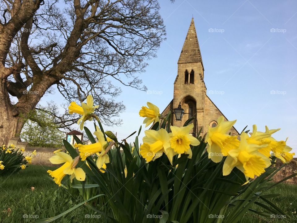 Last day of March 2021 and yellow daffodils are blooming happily on the village green ... Spring has arrived 💛