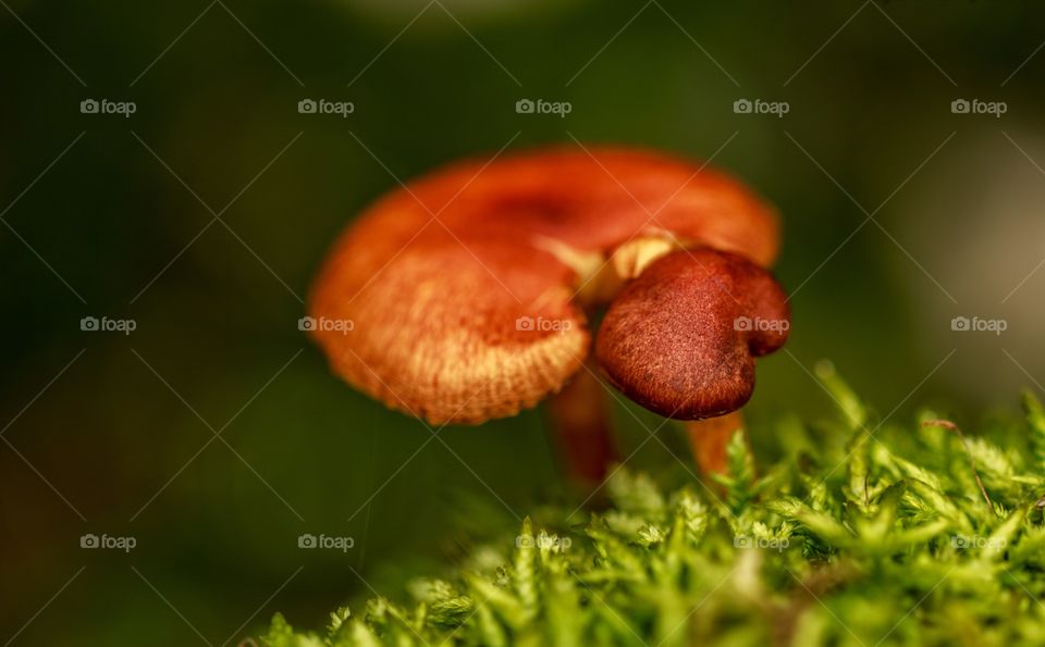mushroom from Mandini valley of Garhwal, Himachal Pradesh, India