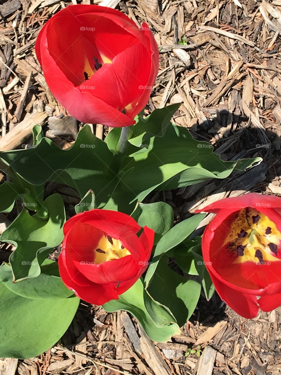 Inside tulips 