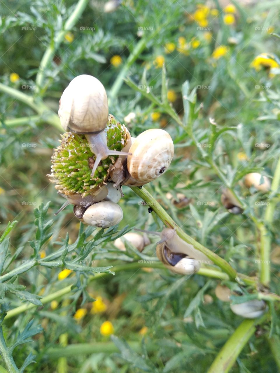Snail