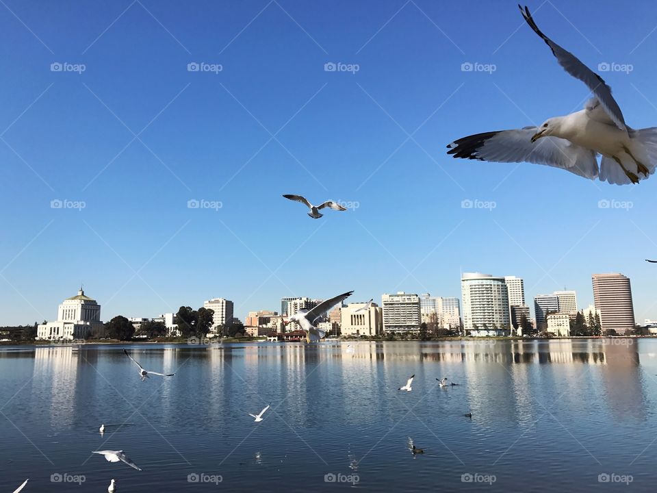 Lake Merritt, Oakland, California 