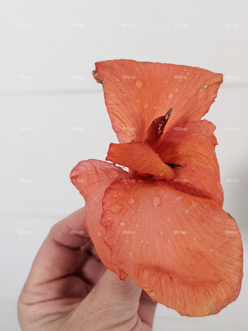 bright orange canna Lily flower with water droplets on the soft petals spring flowers wet petals