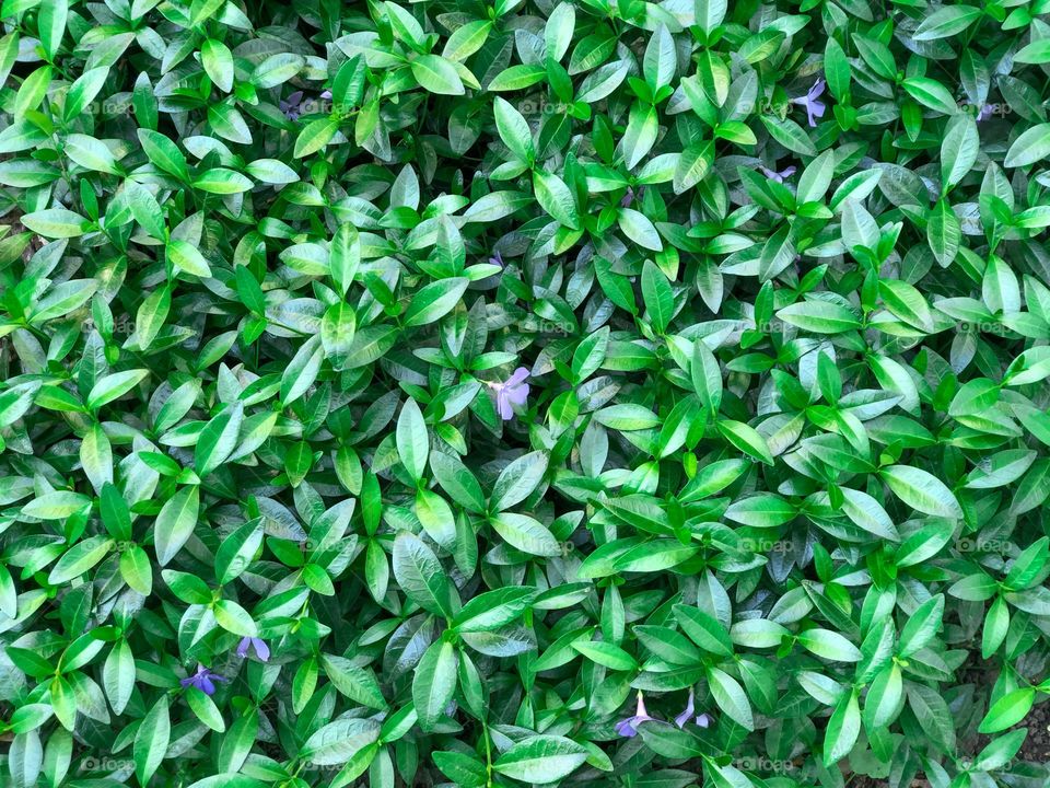 Plant with many small green leaves and small little purple flowers 