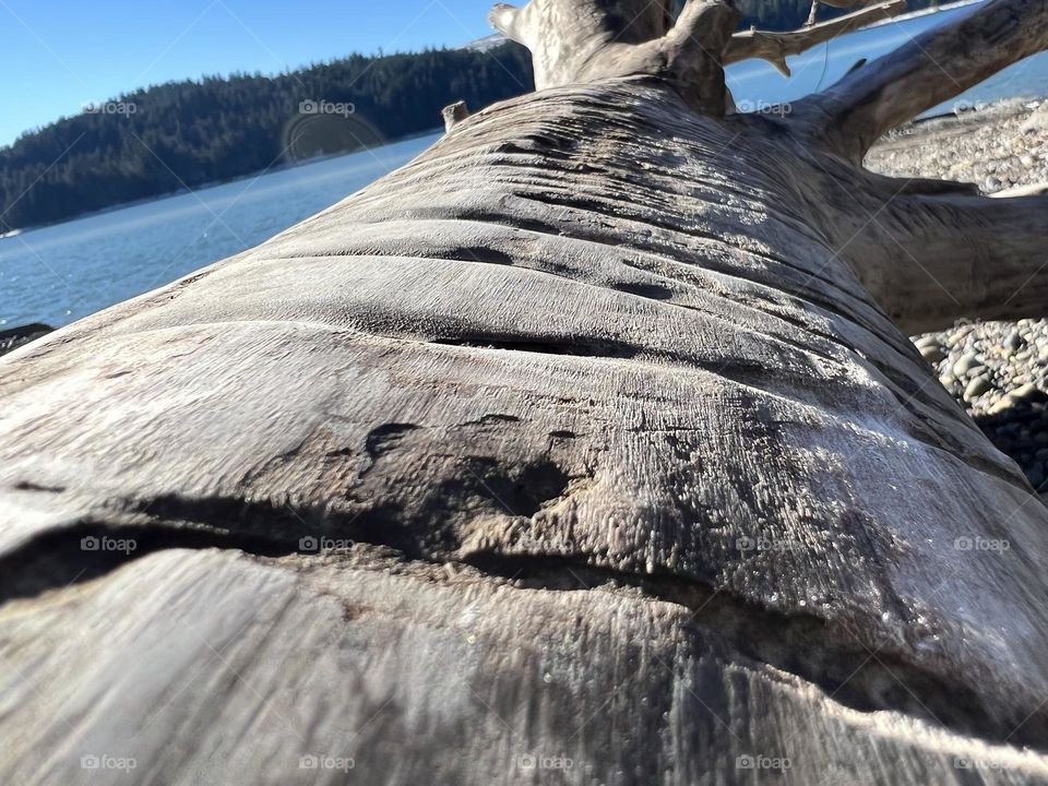 Close up looking down the length of dead tree on Alder lake
