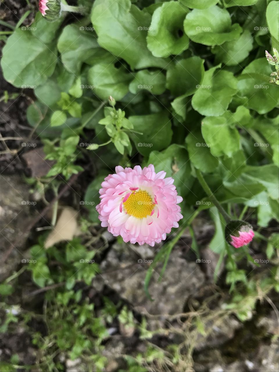 Little pink flower.