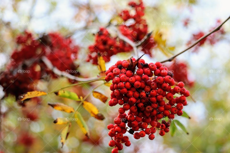 Autumn berry