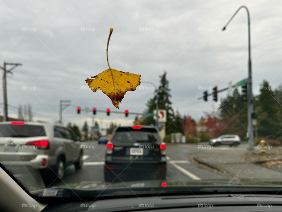 Yellow leave on the front car window. Autumn in the city 