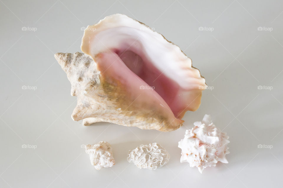 Close-up of a seashell