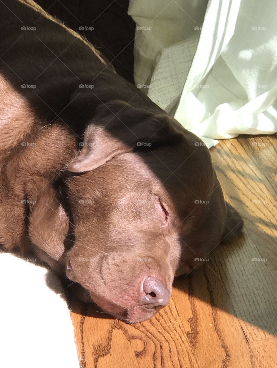 Nap in the Sun English Chocolate Lab 