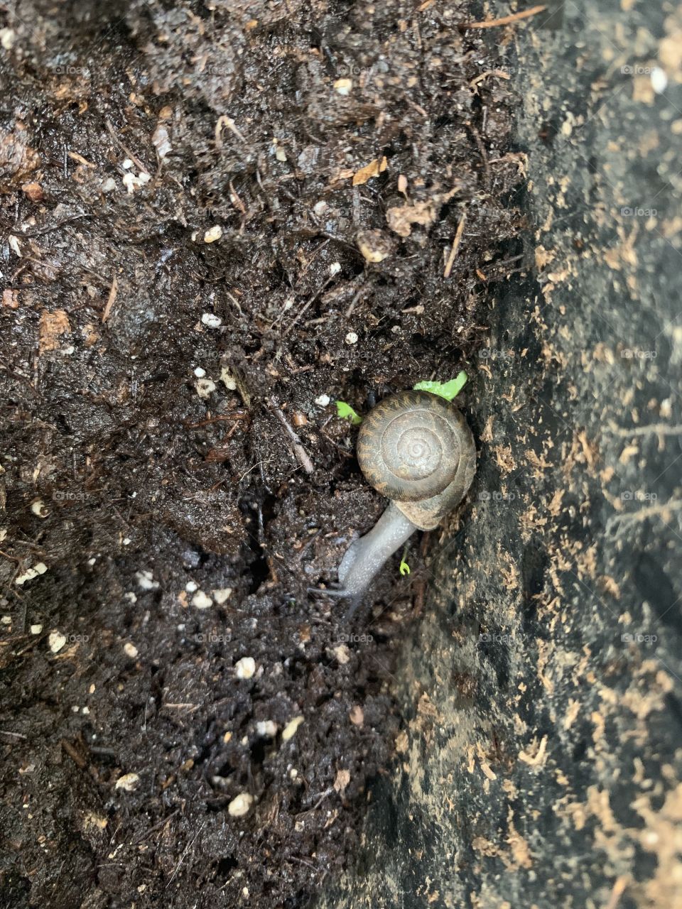 Snail in garden